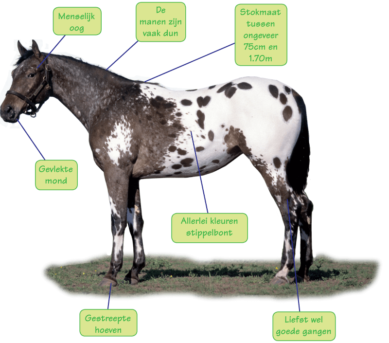 appaloosa uiterlijk