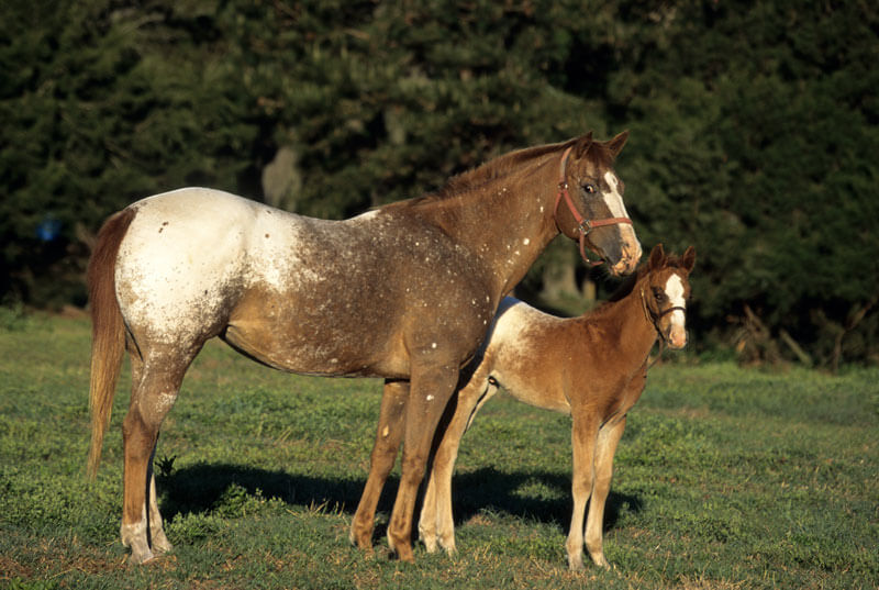 appaloosa02
