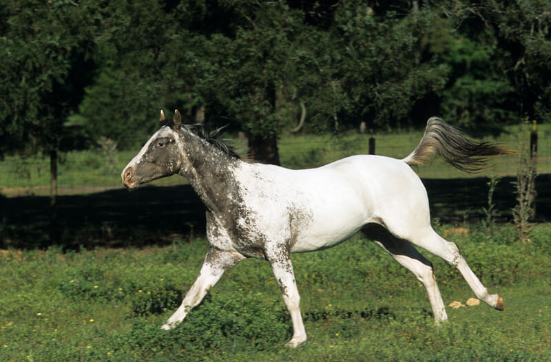appaloosa03