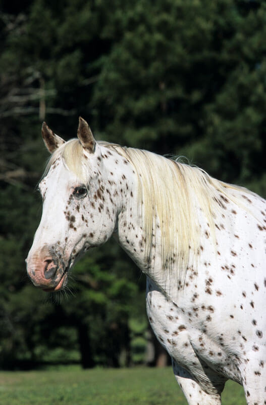 appaloosa04