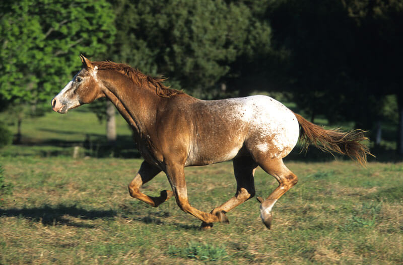 appaloosa07